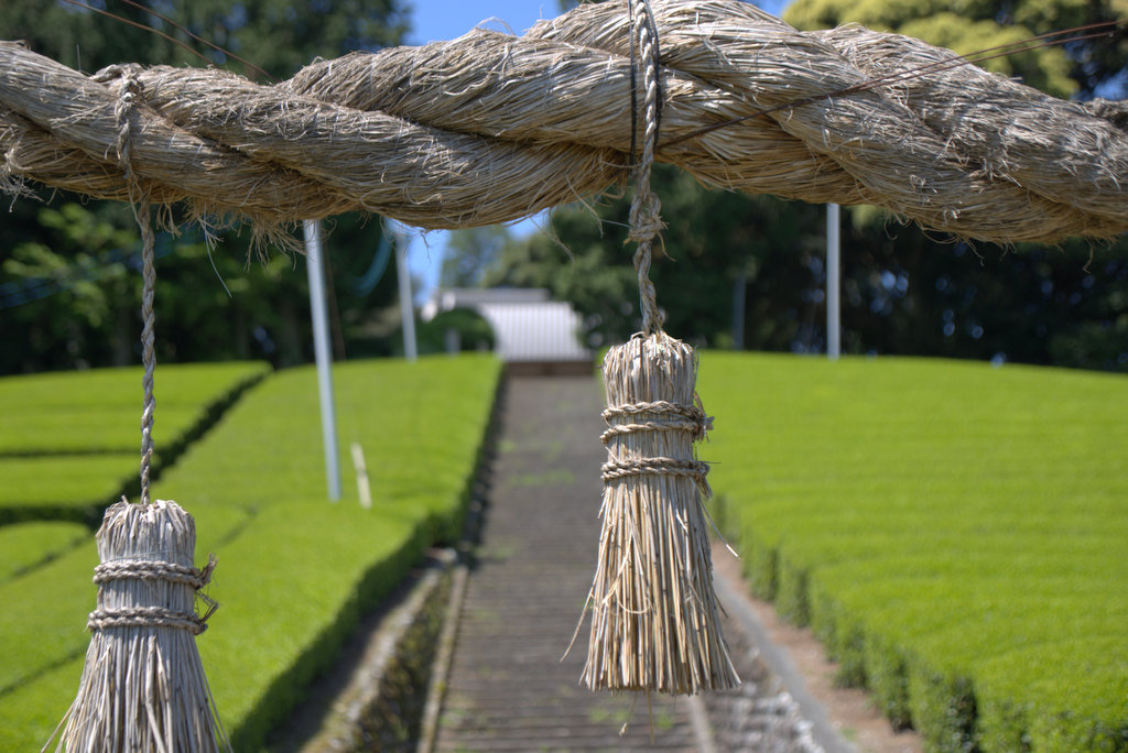 風薫る茶畑　　　島田市初倉_d0072720_2224643.jpg