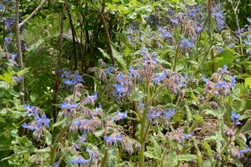 c0107129_2334355.jpg