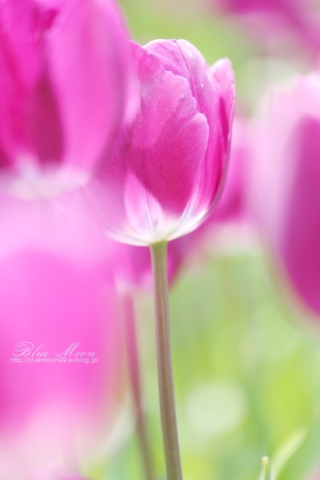 Tulip_4_a0351431_20370475.jpg