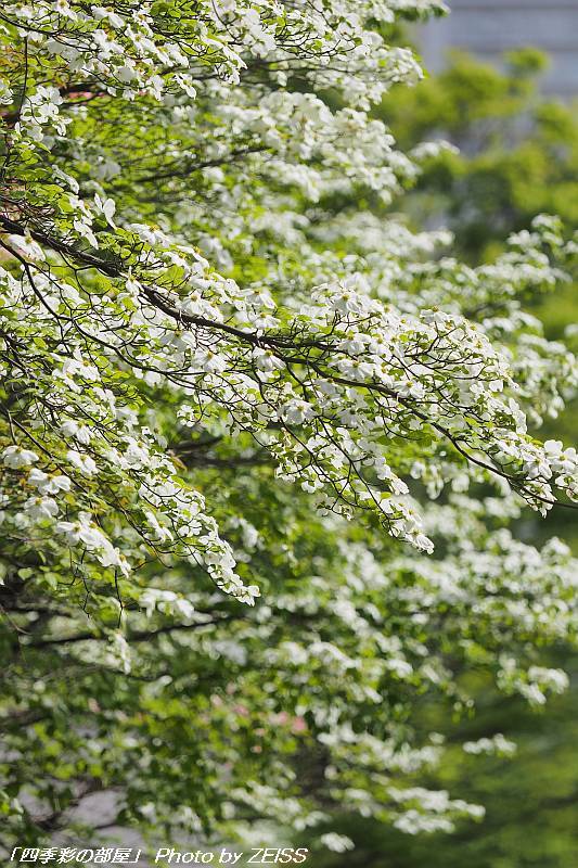 光が丘公園のハナミズキの花が見ごろに･･･_a0195032_17475753.jpg