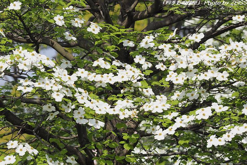 光が丘公園のハナミズキの花が見ごろに･･･_a0195032_17480189.jpg