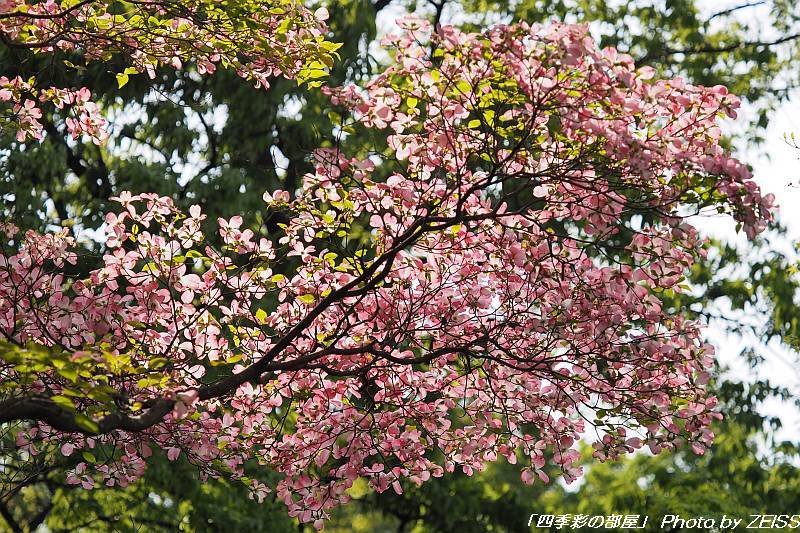 光が丘公園のハナミズキの花が見ごろに･･･_a0195032_17481634.jpg