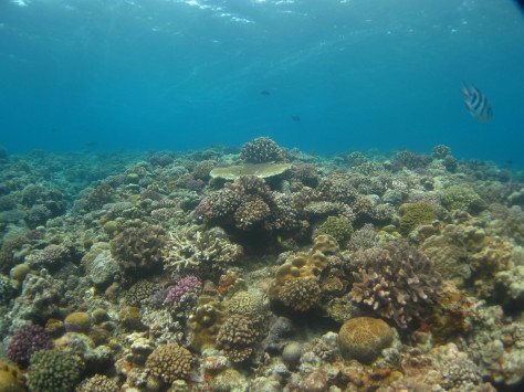 4月24日レッツゴー水納島!!_c0070933_22411324.jpg