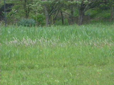 a0123836_17345145.jpg