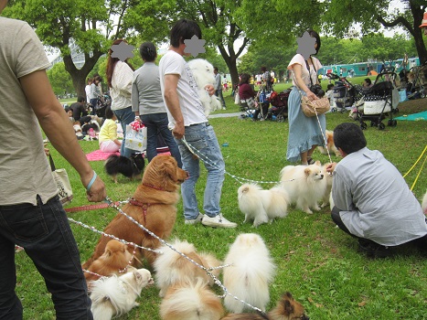 ポメラニアン春のオフ会_b0177436_21531593.jpg
