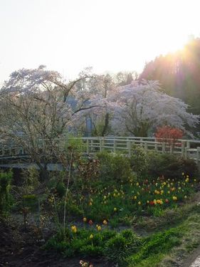 清水川の春さんぽ(1)、庭先の花を楽しみながら練乳通りをてくてく_b0206037_09220267.jpg