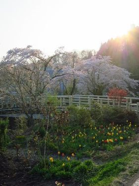 清水川の春さんぽ（１）、庭先の花を楽しみながら練乳通りをてくてく_b0206037_09220267.jpg