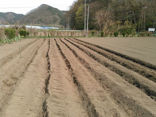 私のまめつぶ自給農園2016 Vol.3じゃが芋を植えました_b0206037_09443132.jpg