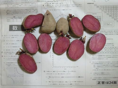 私のまめつぶ自給農園2016 Vol.3じゃが芋を植えました_b0206037_09462921.jpg