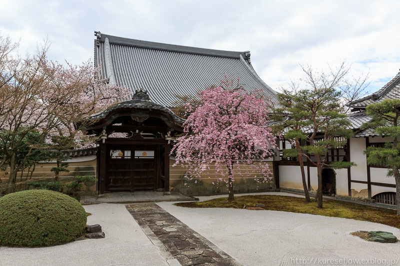 妙顕寺の桜_b0325840_23242595.jpg