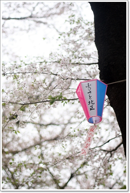 【王子】お花見散歩『飛鳥山公園』桜吹雪と桜絨毯♪_c0311342_20372180.jpg