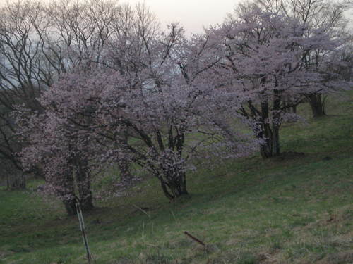 開花情報_b0365347_22485333.jpg