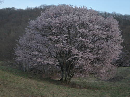 開花情報2_b0365347_22504159.jpg
