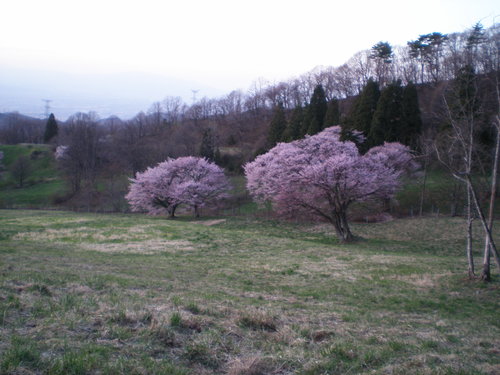 開花情報3_b0365347_22522836.jpg