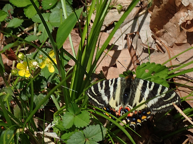 ギフチョウとお友達・大江高山①_f0214649_5145374.jpg