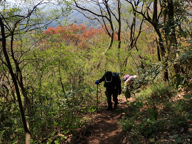 ギフチョウとお友達・大江高山①_f0214649_5164580.jpg