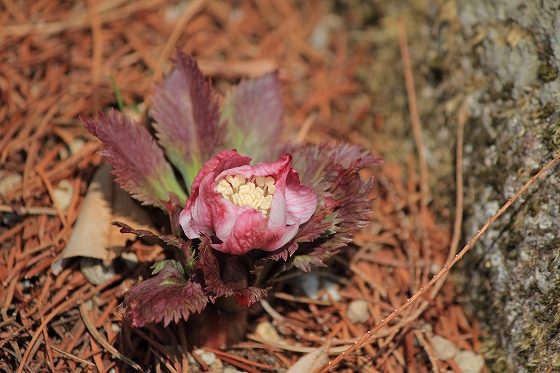 ヘレボルス・チベタヌス　(3月の六甲高山植物園の花たち)_d0029353_22192233.jpg