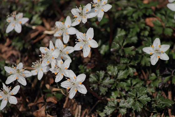 バイカオウレン　(3月の六甲高山植物園の薬草たち)_d0029353_2230879.jpg