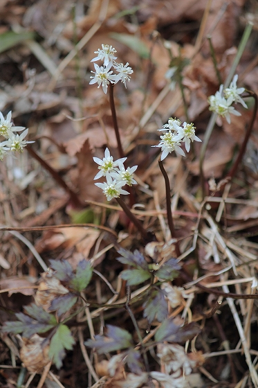 セリバオウレン　(3月の六甲高山植物園の薬草たち)_d0029353_22435812.jpg