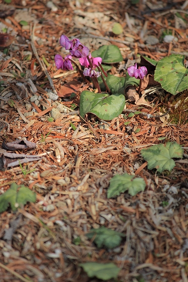 シクラメンコウム　(3月の六甲高山植物園の花たち)_d0029353_2252837.jpg