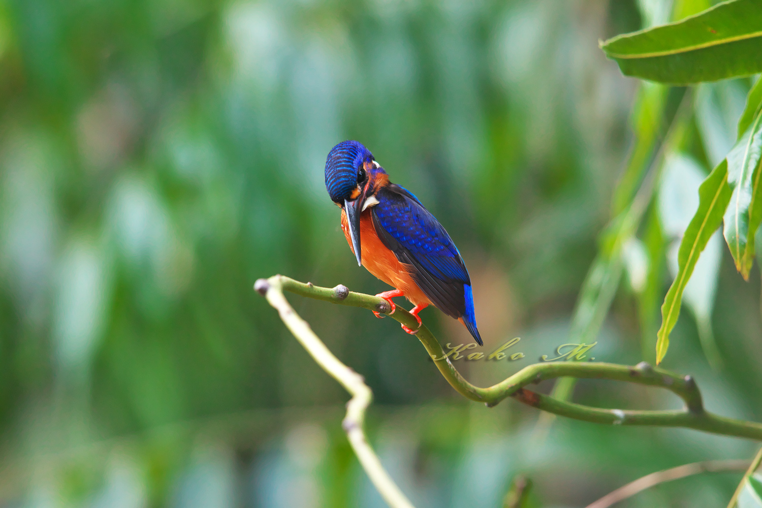 ルリカワセミ 　Blue-eared Kingfisher　_d0013455_13492111.jpg