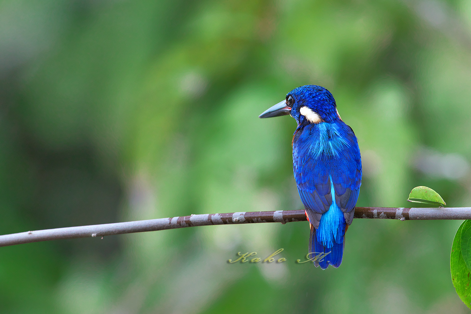 ルリカワセミ 　Blue-eared Kingfisher　_d0013455_1350351.jpg