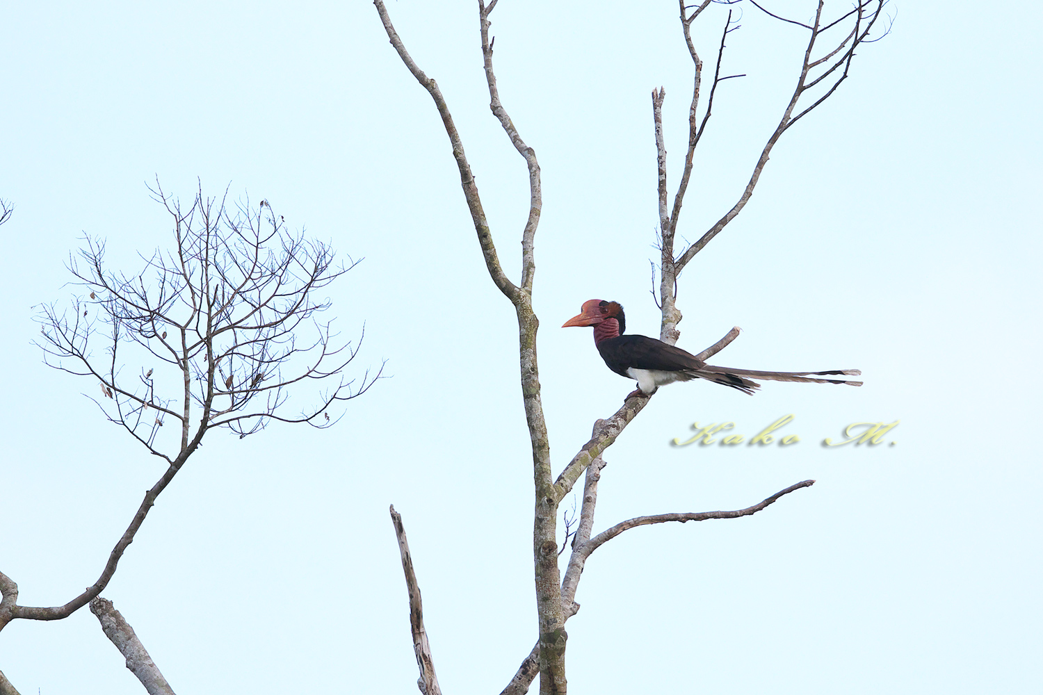 オナガサイチョウ　Helmeted Hornbill_d0013455_1542775.jpg