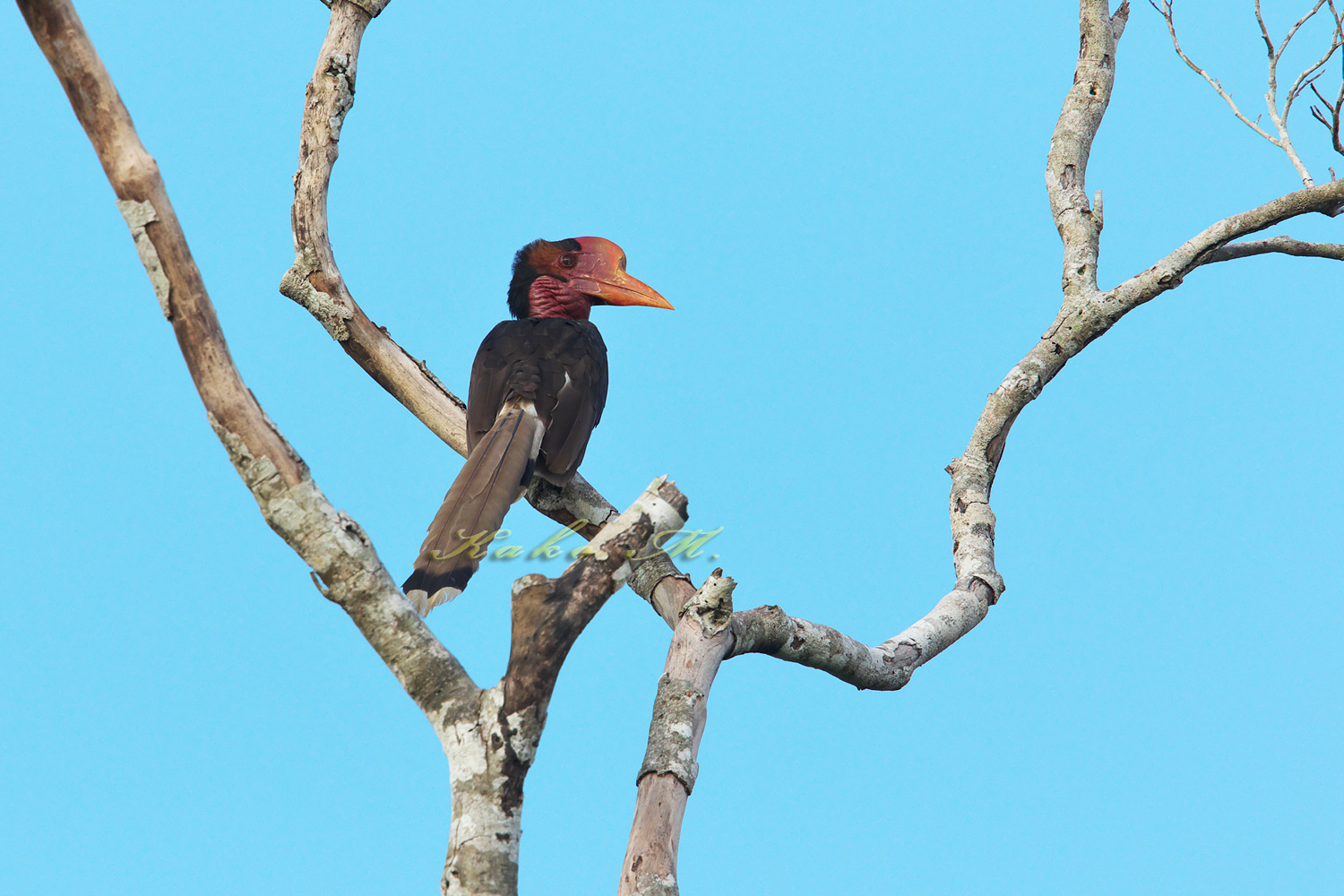 オナガサイチョウ　Helmeted Hornbill_d0013455_1563377.jpg