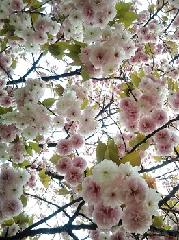 春爛漫_a0061057_23384027.jpg