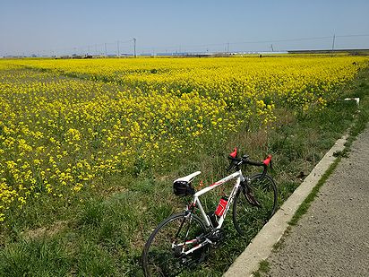 菜の花だらけの晴天ライド_a0096557_1465410.jpg