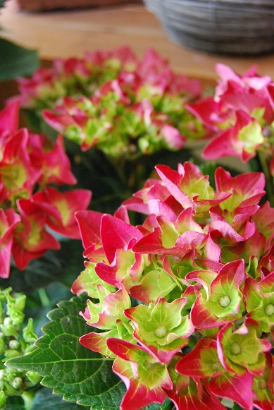 a0201358_17494516.jpg