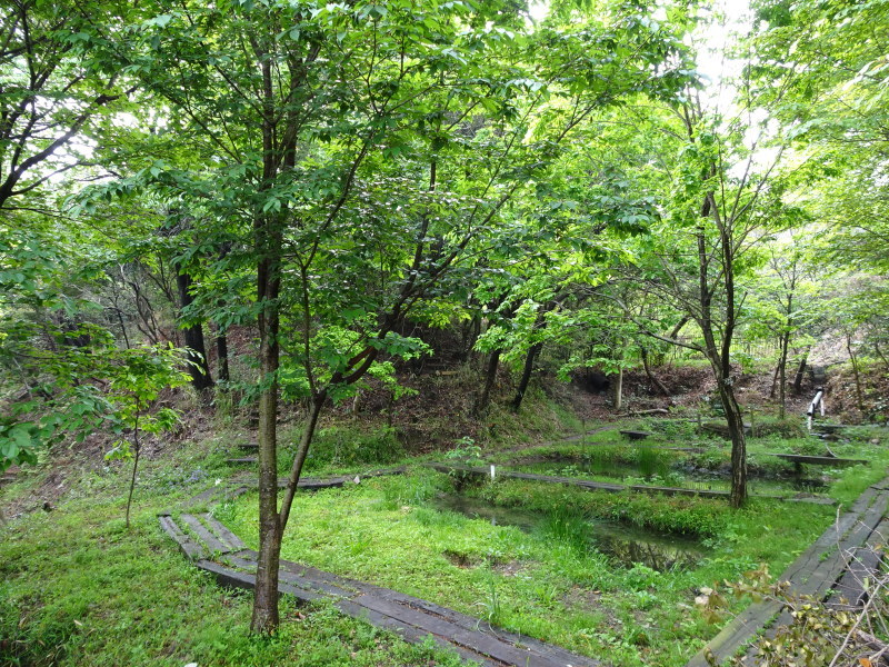 うみべの森を育てる会全員運営委員会・・・せんなん里海公園内うみべの森_c0108460_20463384.jpg