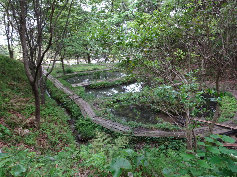 うみべの森を育てる会全員運営委員会・・・せんなん里海公園内うみべの森_c0108460_20563862.jpg