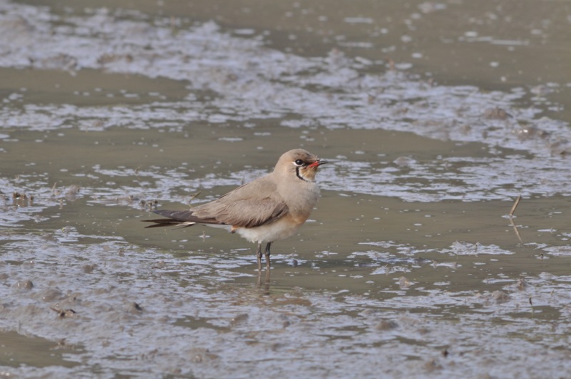 内院・浅藻探鳥会_b0104861_1932368.jpg