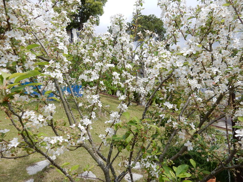 ’16,4,24(日)おうちの花壇の花!_f0060461_722261.jpg