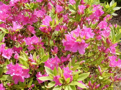 ’16,4,24(日)おうちの花壇の花!_f0060461_72582.jpg
