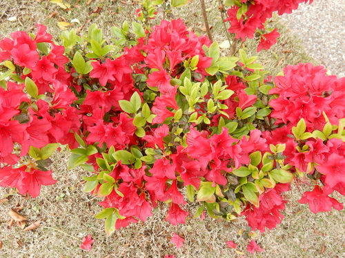 ’16,4,24(日)おうちの花壇の花!_f0060461_7284539.jpg