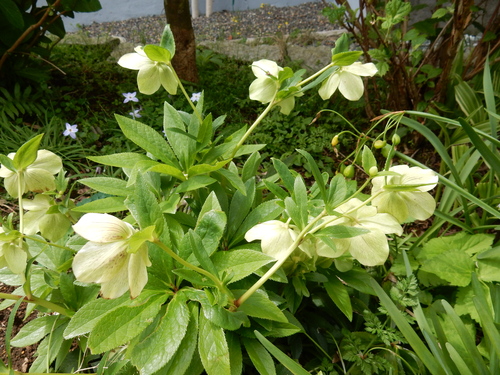 ’16,4,24(日)おうちの花壇の花!_f0060461_735948.jpg