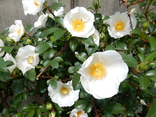 ’16,4,24(日)おうちの花壇の花!_f0060461_739296.jpg