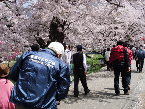 観音寺川桜並木満開で～す！_c0325468_19575049.jpg