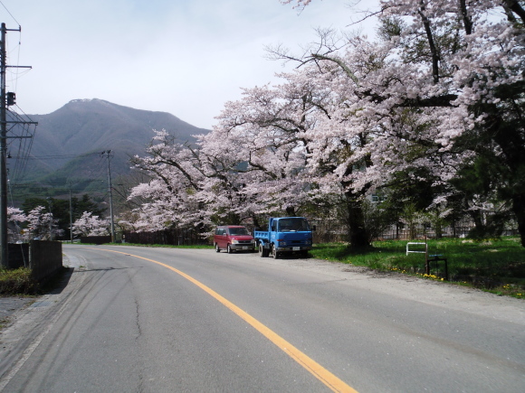 観音寺川桜並木満開で～す！_c0325468_20052753.jpg