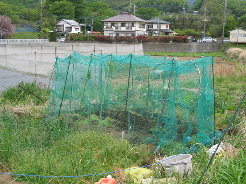 夏野菜の準備１・とうもろこし_a0108371_21421245.jpg