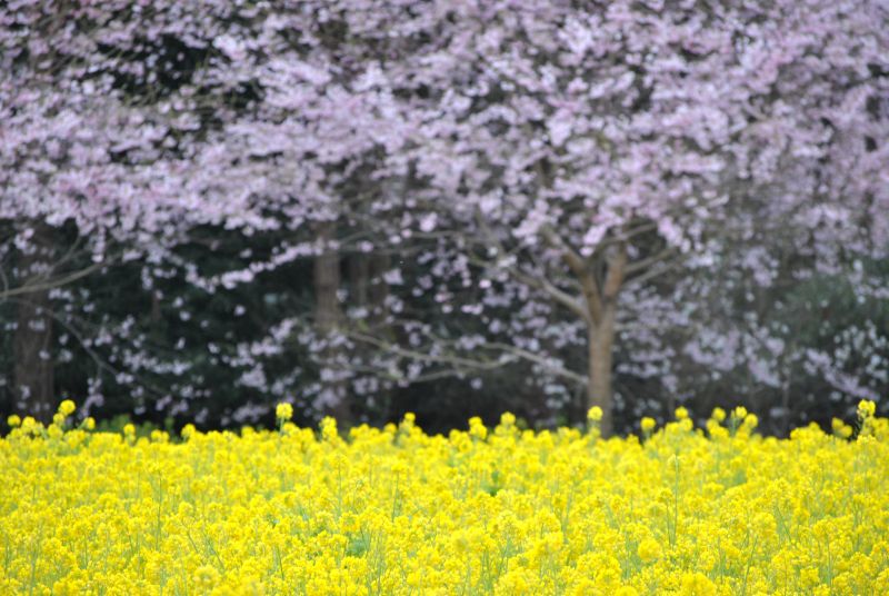 桜と夜桜と①（4/2/2016）_f0234471_21323599.jpg