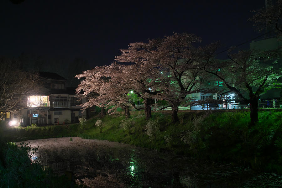 盛岡の夜桜_e0282173_11213210.jpg