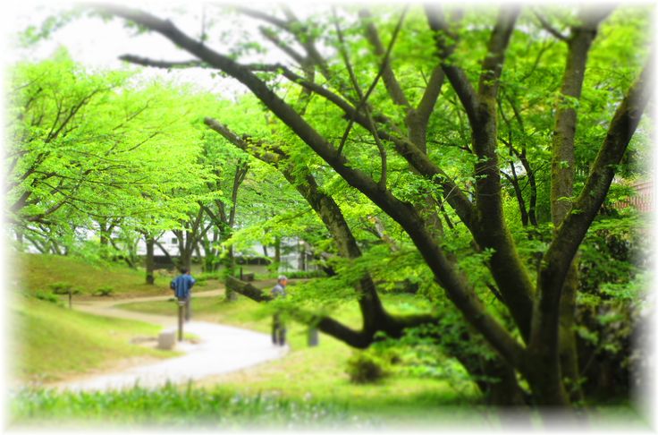 新緑のトンネル・・・♪_d0175974_20434470.jpg