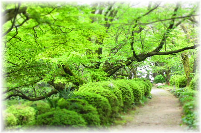 新緑のトンネル・・・♪_d0175974_20435435.jpg