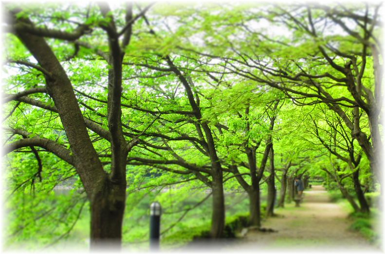新緑のトンネル・・・♪_d0175974_20441248.jpg