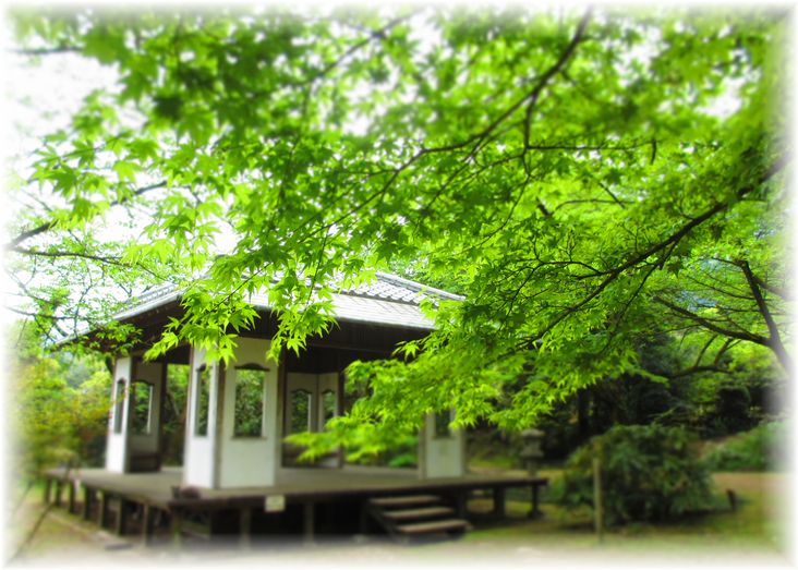 新緑のトンネル・・・♪_d0175974_204438100.jpg