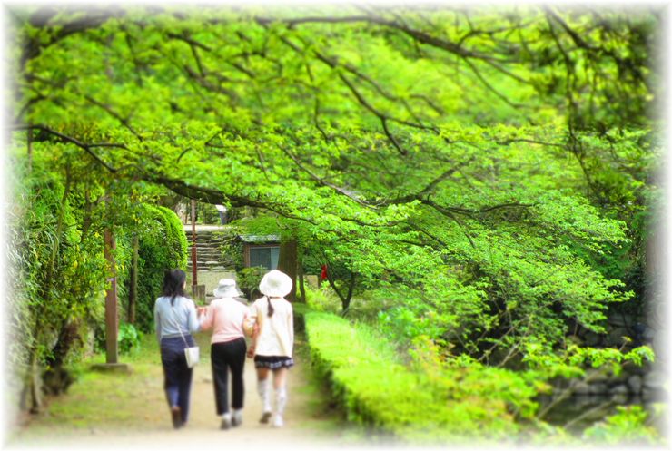 新緑のトンネル・・・♪_d0175974_2044434.jpg
