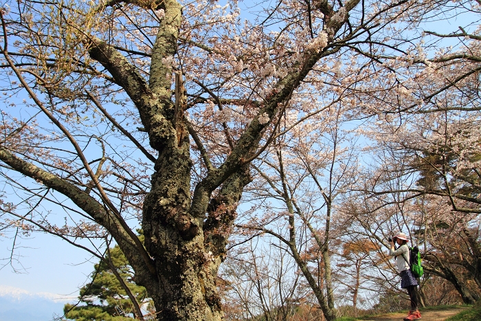 最後の桜　安曇野　光城山_f0115475_1225921.jpg